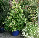 Rosentempel2018.webp