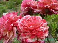 rose bunt.webp