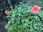 IMG_3386.JPG