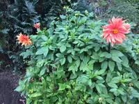 IMG_3386.JPG