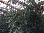IMG_3420.JPG