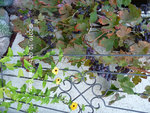 Forum Weintrauben schwarze Susanne 2019_10_02 P1140466.JPG