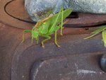 DSCF2984 (2).JPG