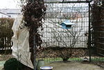 Winterschutz0319.JPG