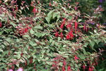 Fuchsie winterhart0117.JPG