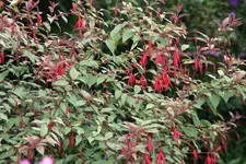Fuchsie winterhart0117.webp