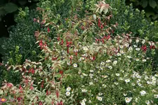 Fuchsie winterhart0119.webp