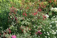 Fuchsie winterhart0219.webp