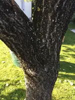 Baum 01.webp