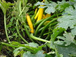 DSC00675.JPG
