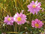 DSCF2807.JPG