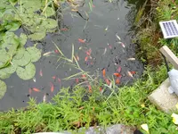 DSC00695.webp