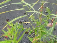 DSC00696.webp
