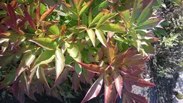 DSC_1155 (2).webp