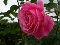 DSC00680.JPG