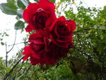 DSC00683.JPG