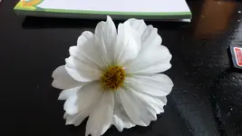 P1200101.webp