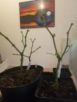 20191006_161851.webp 20191006_161851.webp