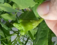 SAM_1352.JPG SAM_1352.JPG