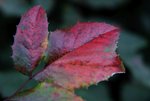 image004.jpg