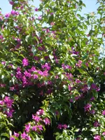 P1140147Callisto-Katakomben Bougainvillea.webp