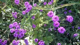 DSC_1169 (3).webp