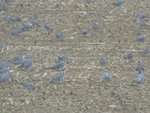 DSC00700.JPG