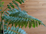 DSC04134.JPG