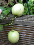 DSC04136.JPG