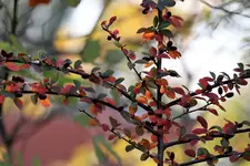 image003.webp