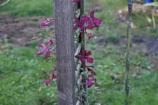DSC08387.JPG