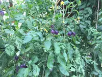 IMG_3481.JPG