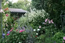 Juni  6319.webp