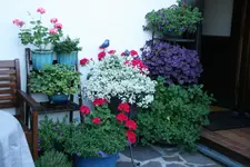 Terasse   4519.webp