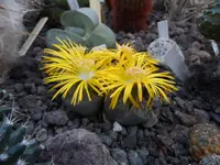 SAM_1392.webp