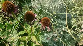 DSC_1165 (2).webp