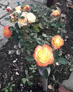 20191014_114342 (2).webp