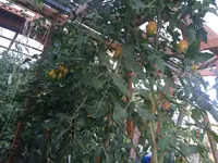 IMG_3514.JPG