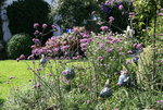 Verbena bonariensis0116.JPG