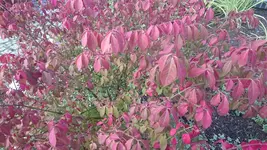 DSC_1007 (3).webp