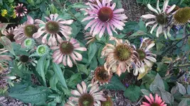 DSC_1234 (3).webp
