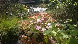 DSC_1012.JPG