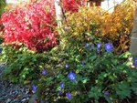 DSCF3024 (2).JPG