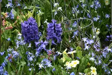 Frühling1516.webp
