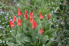 Frühling 0819.webp