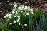 Frühling0916.JPG