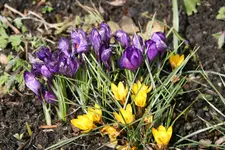 frühling3518.webp
