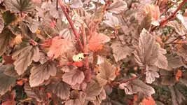 DSC_1393 (2).webp