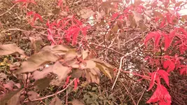 DSC_1396 (2).webp