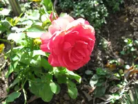 IMG_6882.webp